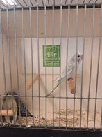 Jonge grasparkietjes om tam te maken, Dieren en Toebehoren, Vogels | Parkieten en Papegaaien, Meerdere dieren, Parkiet, Tam