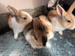 Baby konijntjes, Dieren en Toebehoren, Konijnen, Geslacht onbekend, Middelgroot, 0 tot 2 jaar