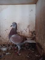 Rode jonge postduif uit 2025, Dieren en Toebehoren, Meerdere dieren, Postduif