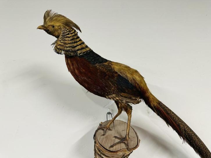 Antieke opgezette Goud Fazant Haan, Antiek en Kunst, Antiek | Kantoor en Zakelijk, Ophalen