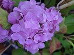 3  Restpartijen a 30 Hortensia pluimhortensia, Tuin en Terras, Planten | Struiken en Hagen, Ophalen of Verzenden, Hortensia, Haag