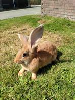 Vlaamse reus, Dieren en Toebehoren, Konijnen, Mannelijk, Groot
