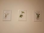 Botanische Prints - Set van 3, Minder dan 50 cm, Ophalen of Verzenden, Minder dan 50 cm, Print