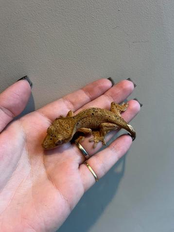 Wimpergekko super dalmation npv beschikbaar voor biedingen