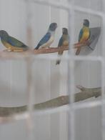 splendids, Dieren en Toebehoren, Meerdere dieren, Parkiet, Geringd