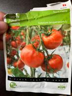 Tomatenplanten Saint Pierre, Tuin en Terras, Planten | Tuinplanten, Volle zon, Groenteplanten, Eenjarig, Ophalen of Verzenden