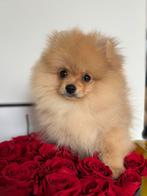 Pomeranian mini boo teefje pomeriaan bear pup FCI klein boo, Rabiës (hondsdolheid), Overige rassen, 8 tot 15 weken, Buitenland