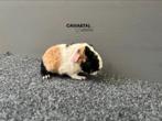 Us Teddy zwart creme wit beertje, Dieren en Toebehoren, Knaagdieren, Mannelijk, Cavia, Na 1 juli 2024