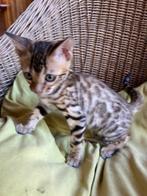 prachtige bengaal kittens, Dieren en Toebehoren, Meerdere dieren, 0 tot 2 jaar