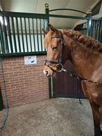 6 j.NF vos stermerrie 1.44m, Dieren en Toebehoren, Pony's, Merrie, 3 tot 6 jaar