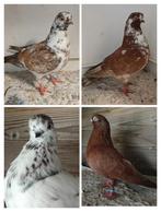 Portugese Tuimelaars, Dieren en Toebehoren, Mannelijk, Overige soorten