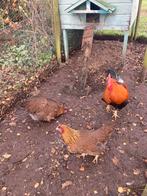 2 kippen en haan Welsumer, Dieren en Toebehoren, Pluimvee, Meerdere dieren, Kip