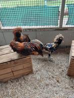 Diverse hanen te koop, Mannelijk, Kip