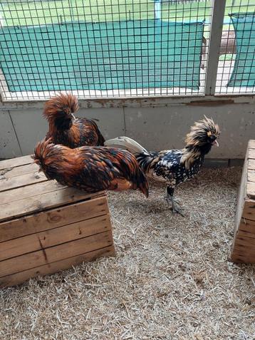 Diverse hanen te koop beschikbaar voor biedingen