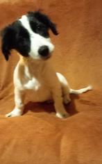 Jack Russel pups reu, Dieren en Toebehoren, Honden | Jack Russells en Terriërs, Parvo, Jack Russell Terriër, 8 tot 15 weken, Meerdere