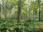 Bosgrond Limbrichterbos 2115m2, Tuin en Terras, Planten | Bomen, Ophalen