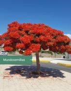 Flamboyant boom met rode bloemen, Tuin en Terras, Planten | Bomen, Dakboom, Minder dan 100 cm, Zomer, Ophalen