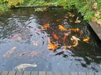 Koikarpers, Dieren en Toebehoren, Vissen | Vijvervissen, Karper of Koi