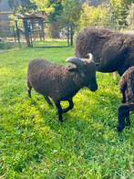 Ouessant rammen, Dieren en Toebehoren, Mannelijk, Schaap