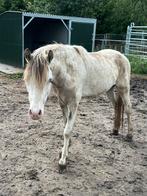 ASPC AMHR 2 jarige Grullo tovero hengst, Dieren en Toebehoren, 0 tot 2 jaar, Hengst, A pony (tot 1.17m), Onbeleerd
