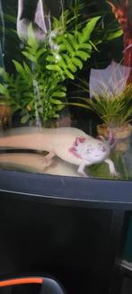 Axolotl koppel met toebehoren, Dieren en Toebehoren, Vissen | Aquaria en Toebehoren, Ophalen, Gebruikt, Gevuld zoetwateraquarium