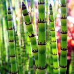 Japanse holpijp planten, Zomer, Ophalen of Verzenden, Volle zon