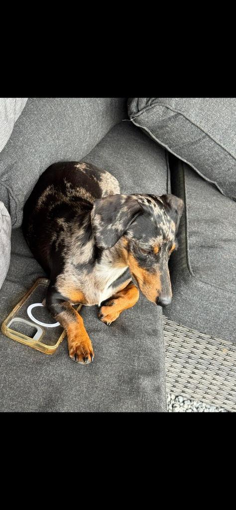 Dwergteckel 3 jaar herplaatsing, Dieren en Toebehoren, Honden | Teckels en Dashonden, Teef, Korthaar, Dwerg, Fokker | Hobbymatig