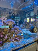 Naso Koekop doktersvis, Dieren en Toebehoren, Vissen | Aquariumvissen, Vis, Zoutwatervis