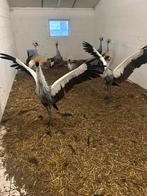 Kroonkraanvogels, Meerdere dieren