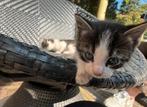 Nog 1 lieve kitten te koop, Dieren en Toebehoren, Katten en Kittens | Overige Katten, Meerdere dieren