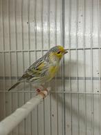 Agaat geel mozaïek topaas, Dieren en Toebehoren, Vogels | Kanaries, Meerdere dieren, Kleurkanarie