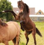 1 jarige livius x everdale kwpn merrie, Dieren en Toebehoren, Paarden, Merrie, Dressuurpaard