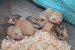 🐹Stamboom Syrische hamster / goudhamster van hobbyfokker, Dieren en Toebehoren, Hamster, Januari, Meerdere dieren, Tam
