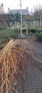 Gratis wilgentakken om te planten of te voeren, Tuin en Terras, Planten | Bomen, Bloeit niet, Halfschaduw, 250 tot 400 cm, Ophalen