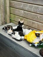 Kittens, Dieren en Toebehoren, Katten en Kittens | Raskatten | Korthaar, Meerdere dieren, Ontwormd, 0 tot 2 jaar