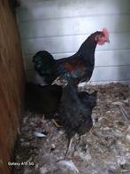 Trio isa black, zwarte legkippen, Dieren en Toebehoren, Pluimvee, Meerdere dieren, Kip
