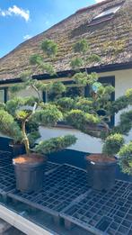 Juniperis pf. Pfitzeriana Glauca’ nu 10% korting, Tuin en Terras, Ophalen, Volle zon, Overige soorten