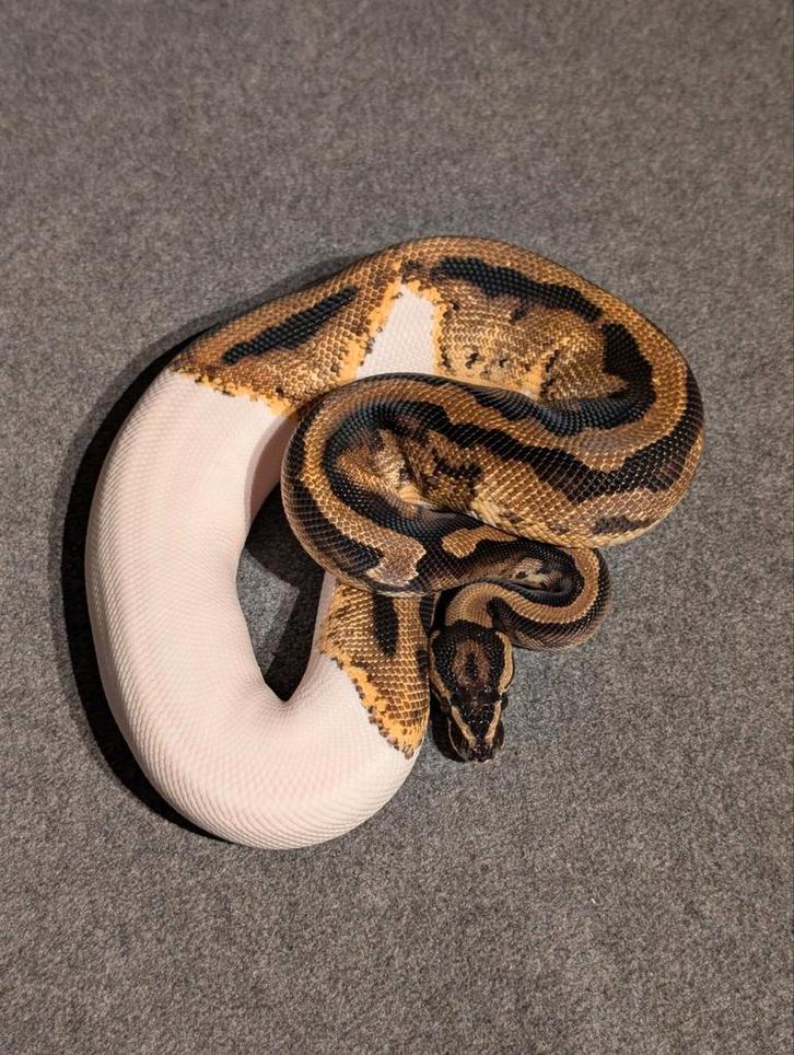 1.0 Male Piebald het Clown