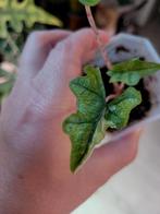 Alocasia jacklyn albo/ aurea variegata, Ophalen of Verzenden, Overige soorten, Minder dan 100 cm