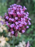 Verbena Bonariensis, Ophalen of Verzenden, Najaar, Volle zon, Zaad