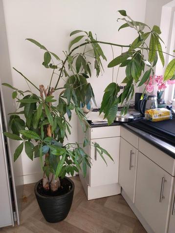 Pachira aquatica geldboom 1.30m/1.70m beschikbaar voor biedingen
