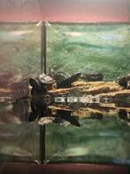 Muskusschildpad (Sternotherus odoratus), Dieren en Toebehoren, Reptielen en Amfibieën, Schildpad, 0 tot 2 jaar