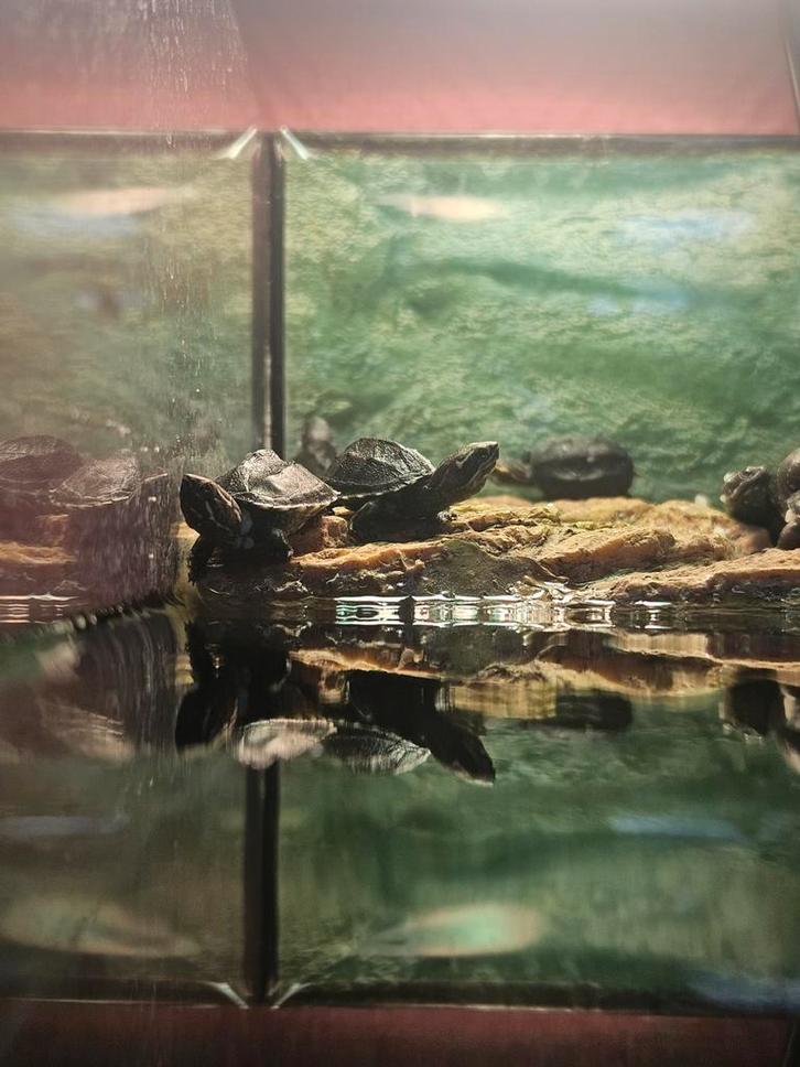 Muskusschildpad (Sternotherus odoratus)