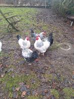 Hanen, Mannelijk, Kip