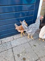 Kleurlegger haan, Dieren en Toebehoren, Pluimvee, Mannelijk, Kip