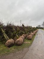 Voorjaarsactie! 30 jaar oude Conference perenbomen te koop!, Tuin en Terras, Planten | Fruitbomen, Ophalen, Lente, Perenboom, 250 tot 400 cm