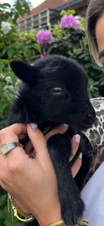 Ouessant ram 2 st, Dieren en Toebehoren, Mannelijk, Schaap