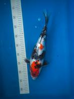 Prachtige japanse koi showa tancho sanke., Karper of Koi