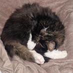 WIJ ZOEKEN EEN KITTEN VOOR ONZE HUIDIGE KAT!!, Dieren en Toebehoren, Katten en Kittens | Overige Katten, Kater, Langharig, 6 jaar of ouder