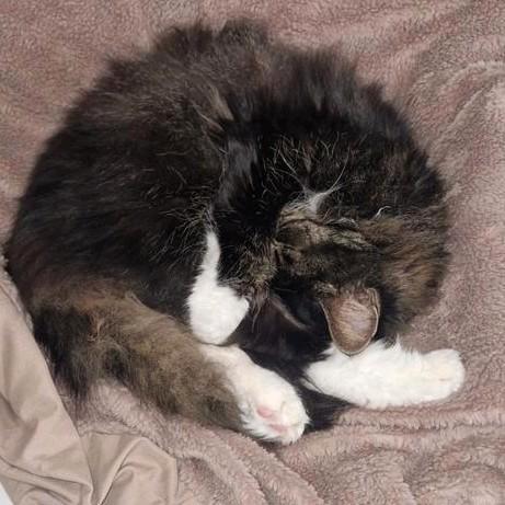 WIJ ZOEKEN EEN KITTEN VOOR ONZE HUIDIGE KAT!!, Dieren en Toebehoren, Katten en Kittens | Overige Katten, Langharig, Kater, 6 jaar of ouder